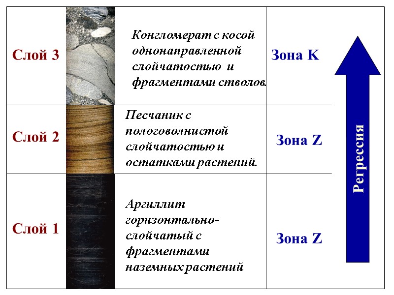 Песчаник с пологоволнистой слойчатостью и остатками растений.  Аргиллит горизонтально- слойчатый с фрагментами наземных